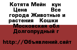 Котята Мейн - кун › Цена ­ 19 000 - Все города Животные и растения » Кошки   . Московская обл.,Долгопрудный г.